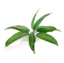 Fresh Mango Leaves