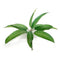 Fresh Mango Leaves