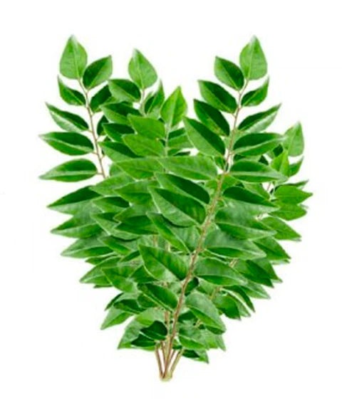 Curry Leaves Fresh Farms