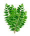 Curry Leaves Fresh Farms