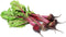 Bunch Beet Fresh Farms