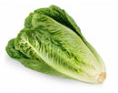 Romaine Lettuce Fresh Farms