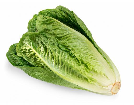 Romaine Lettuce Fresh Farms