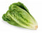Romaine Lettuce Fresh Farms
