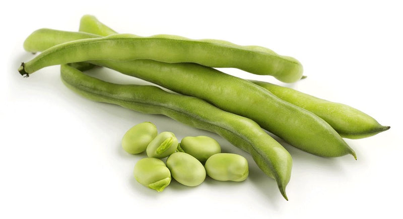 Fresh Fava Beans Fresh Farms