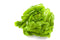 Boston Lettuce Fresh Farms