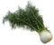 Fresh Anise Fresh Farms