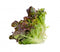 Fresh Red & Green  Lettuce Fresh Farms