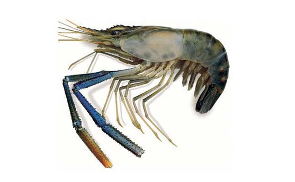 Freshwater king Prawns (جمبري) MirchiMasalay