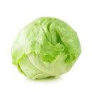 Iceberg Lettuce Fresh Farms