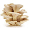 Oyster Mushroom Fresh Farms